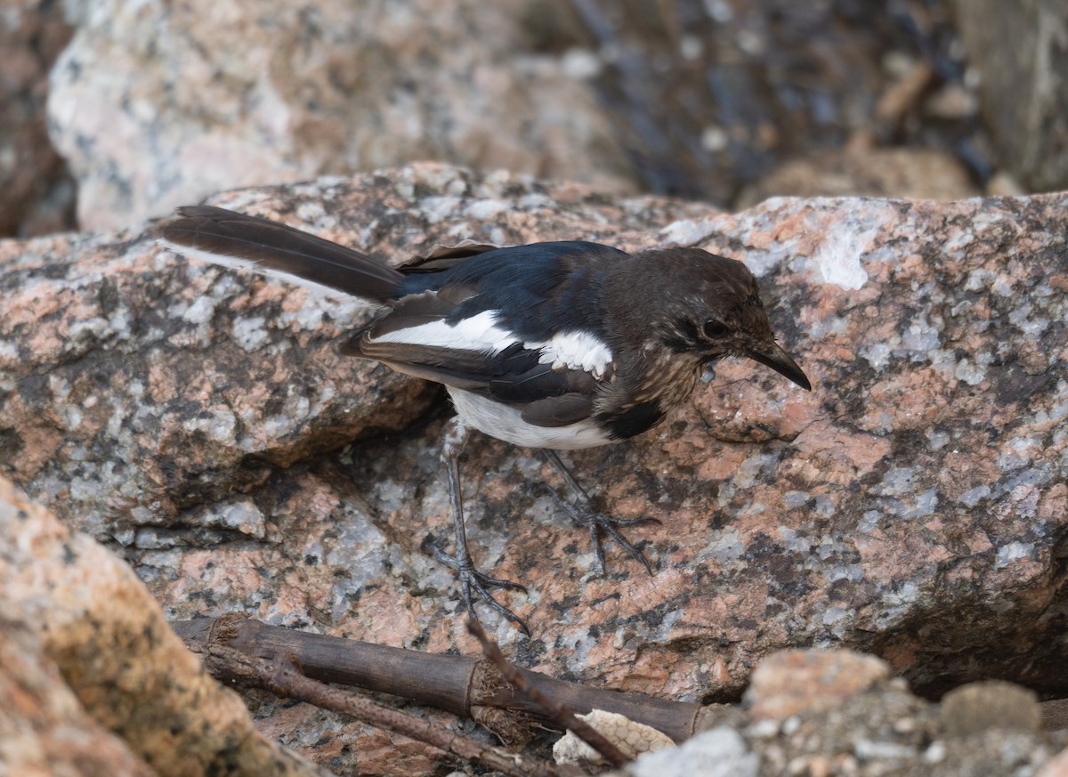 Oriental Magpie-Robin - ML646572996
