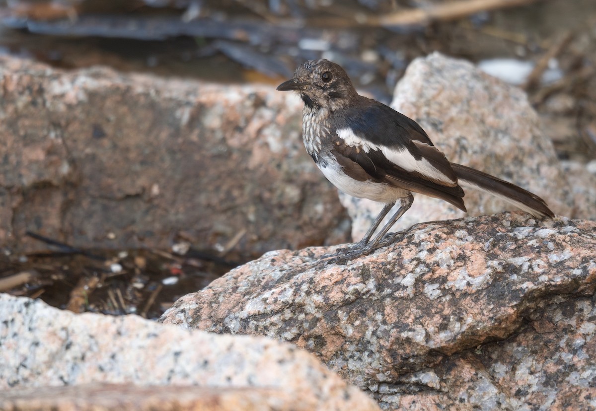 Oriental Magpie-Robin - ML646572997
