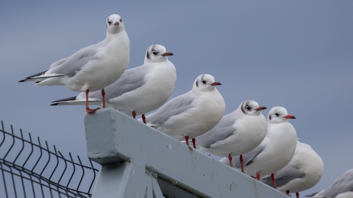 racek chechtavý - ML646572998