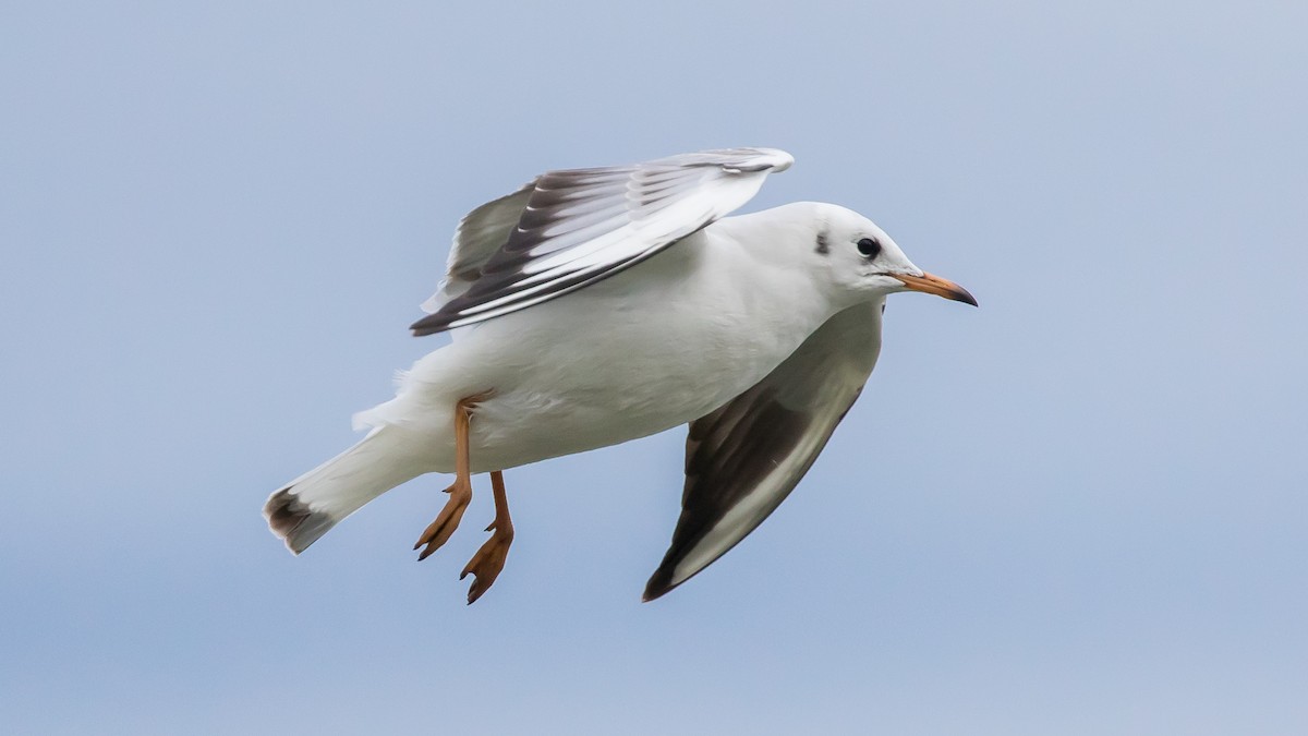 racek chechtavý - ML646572999