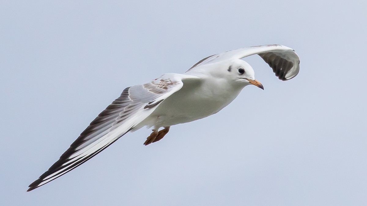 racek chechtavý - ML646573000