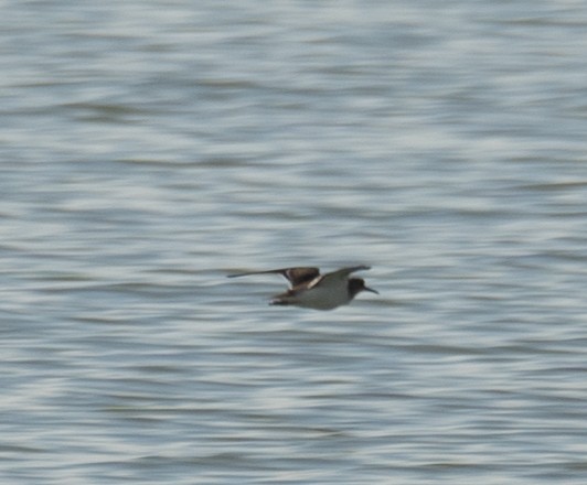 pisík obecný - ML646573001