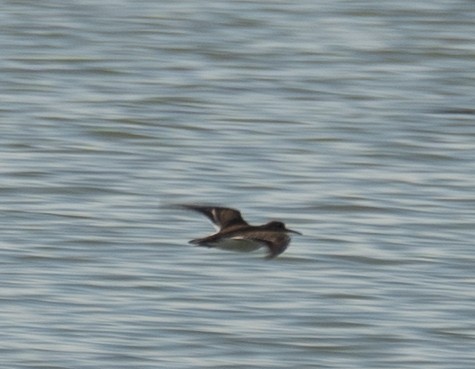 pisík obecný - ML646573002