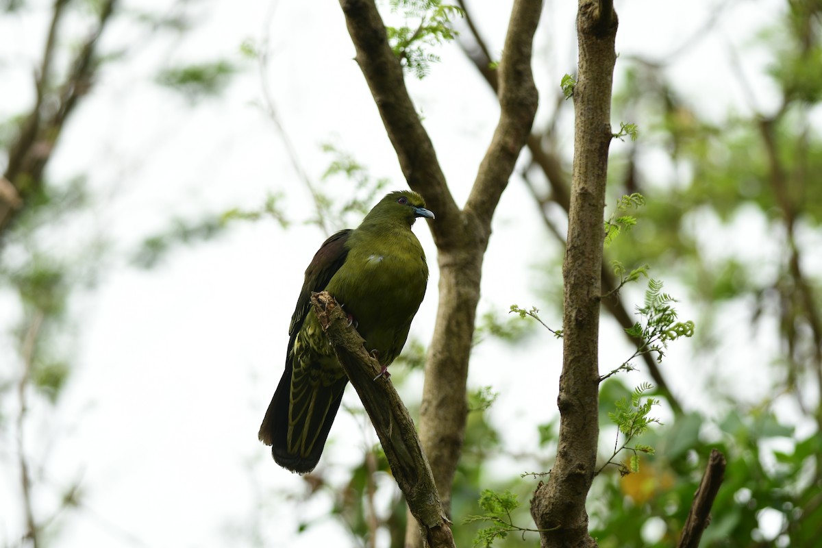 holub tchajwanský - ML646573003