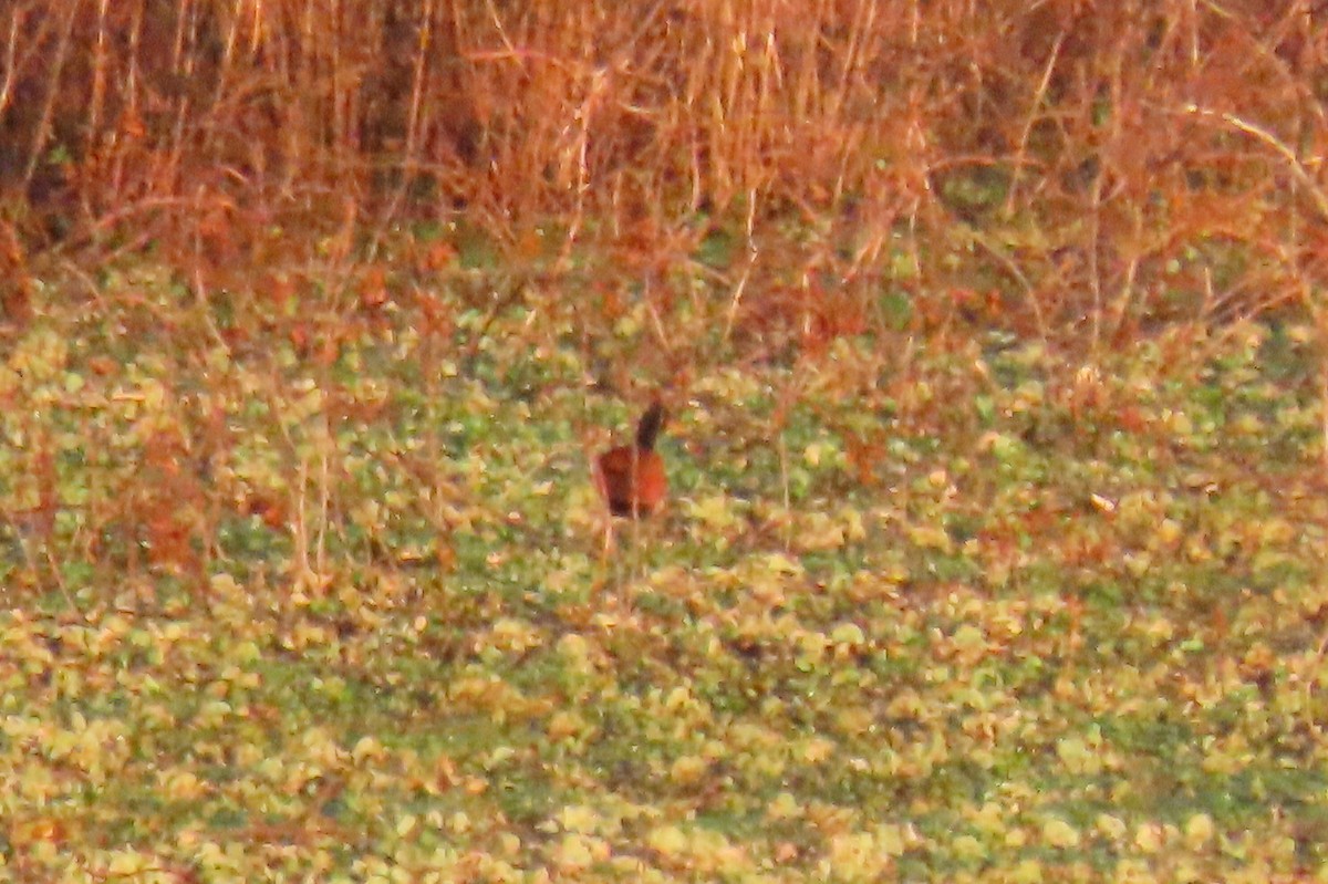 ostnák jihoamerický - ML646573004