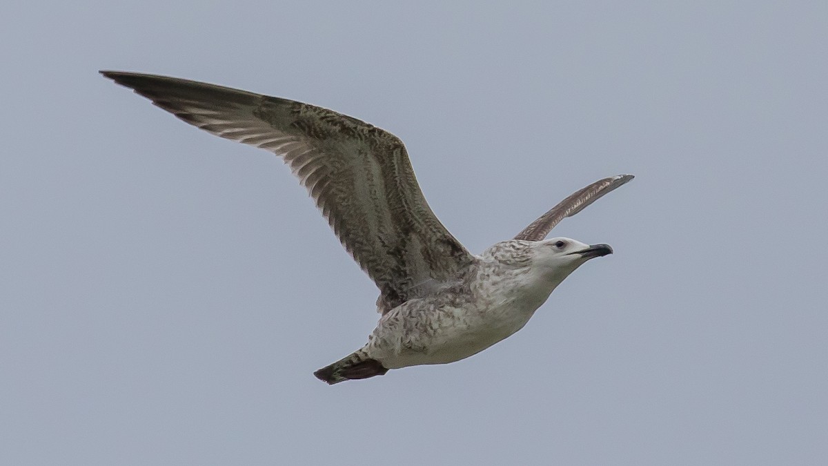 racek bělohlavý - ML646573006