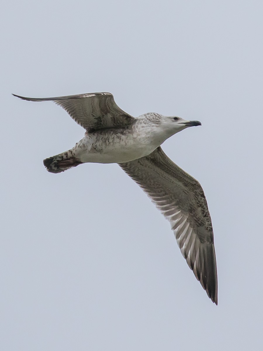 racek bělohlavý - ML646573007