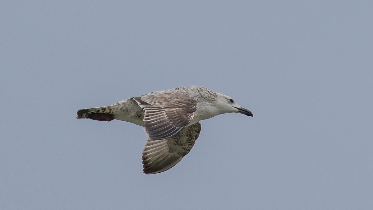 racek bělohlavý - ML646573009