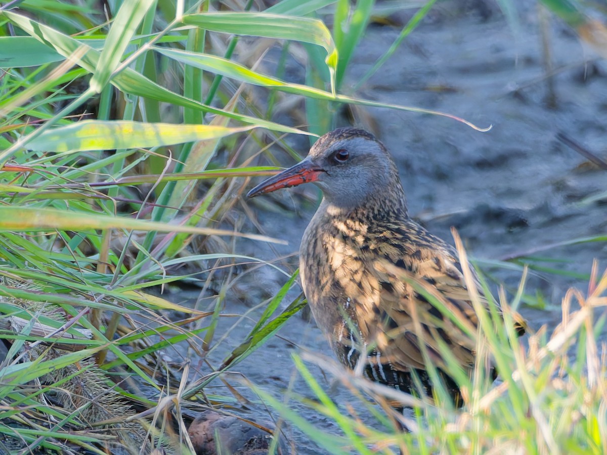 chřástal hnědolící - ML646573010