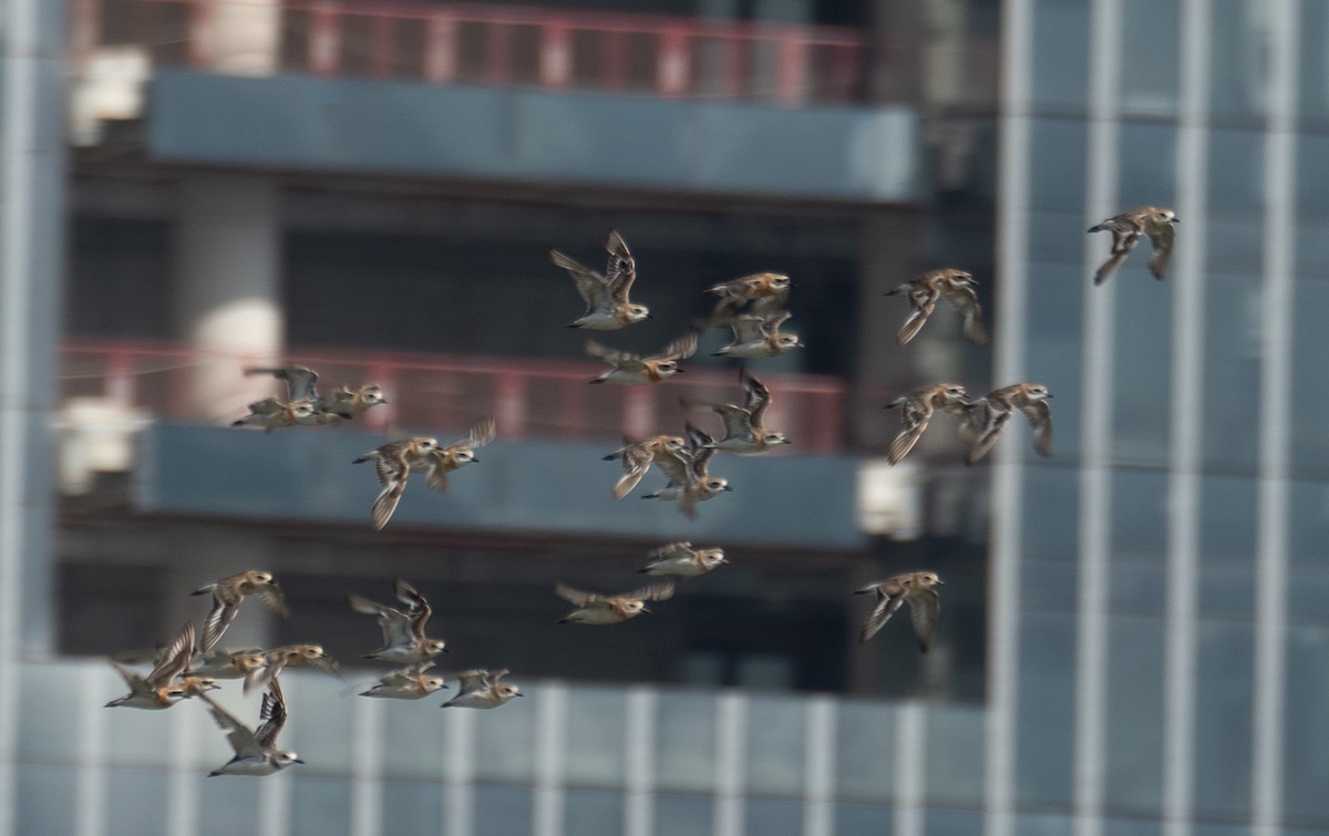 kulík tibetský - ML646573013