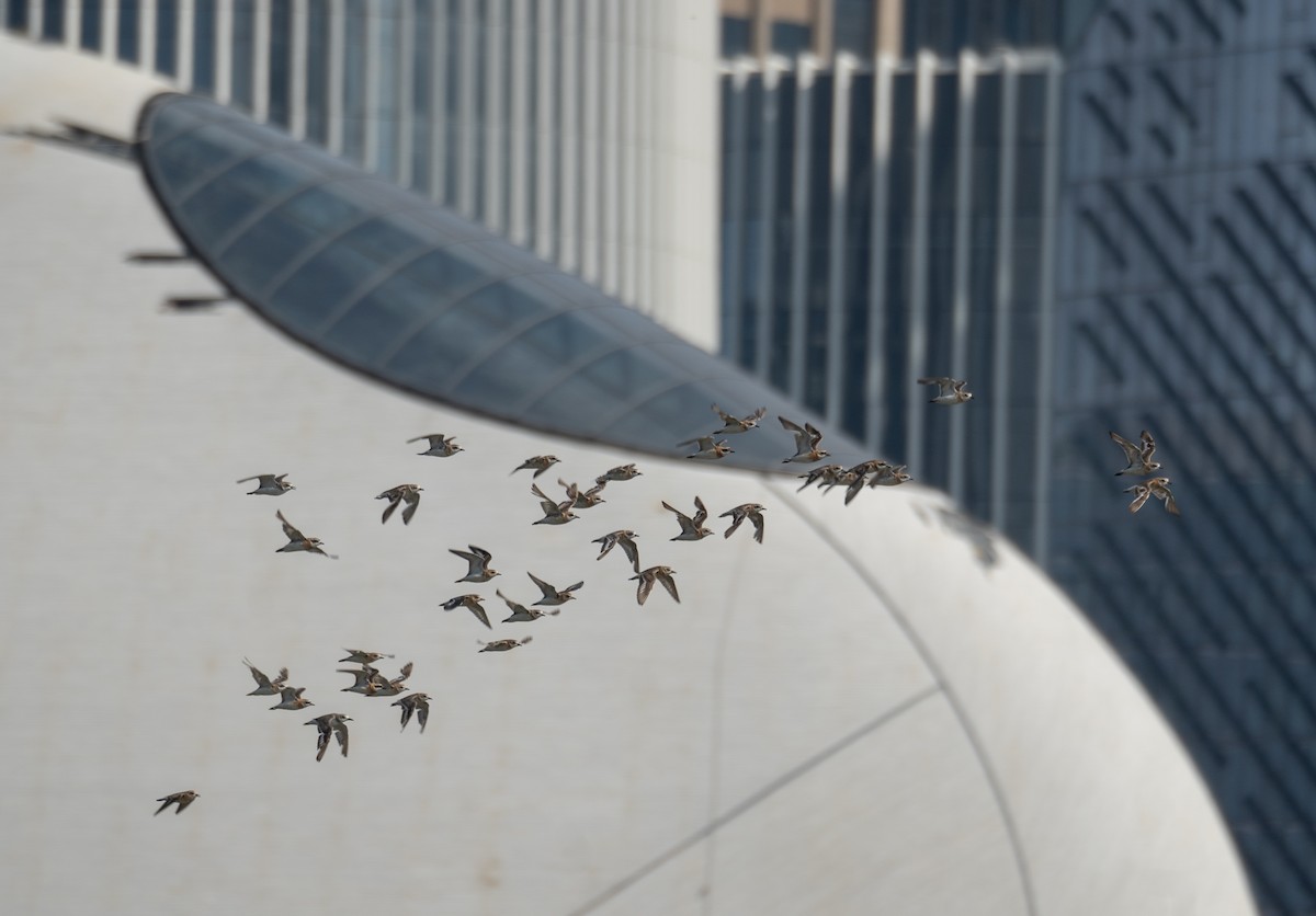 kulík tibetský - ML646573014