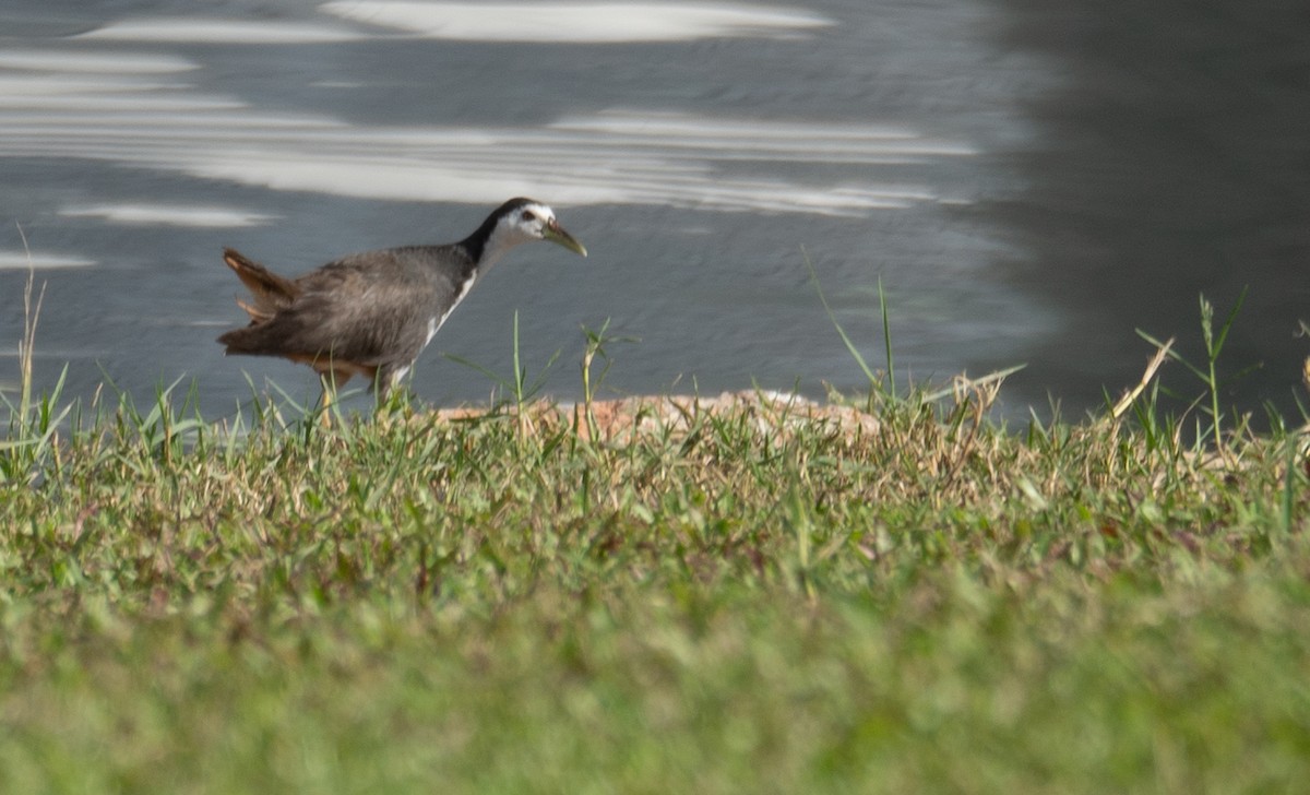 chřástal běloprsý - ML646573015