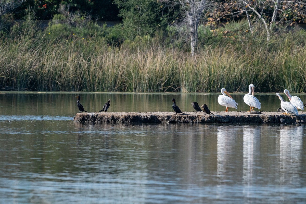 kormorán ušatý - ML646573016