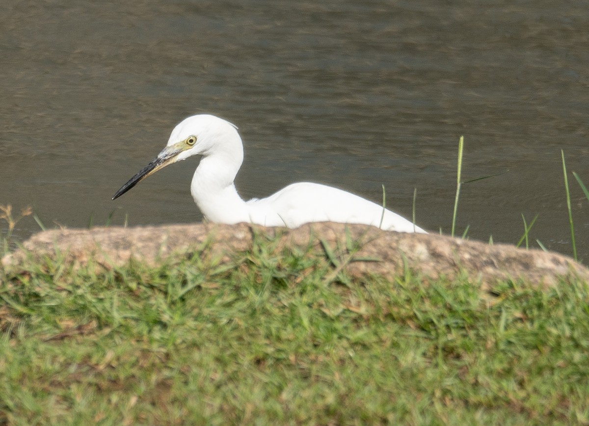 volavka stříbřitá - ML646573017