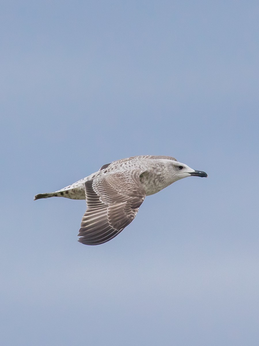Yellow-legged Gull - ML646573022