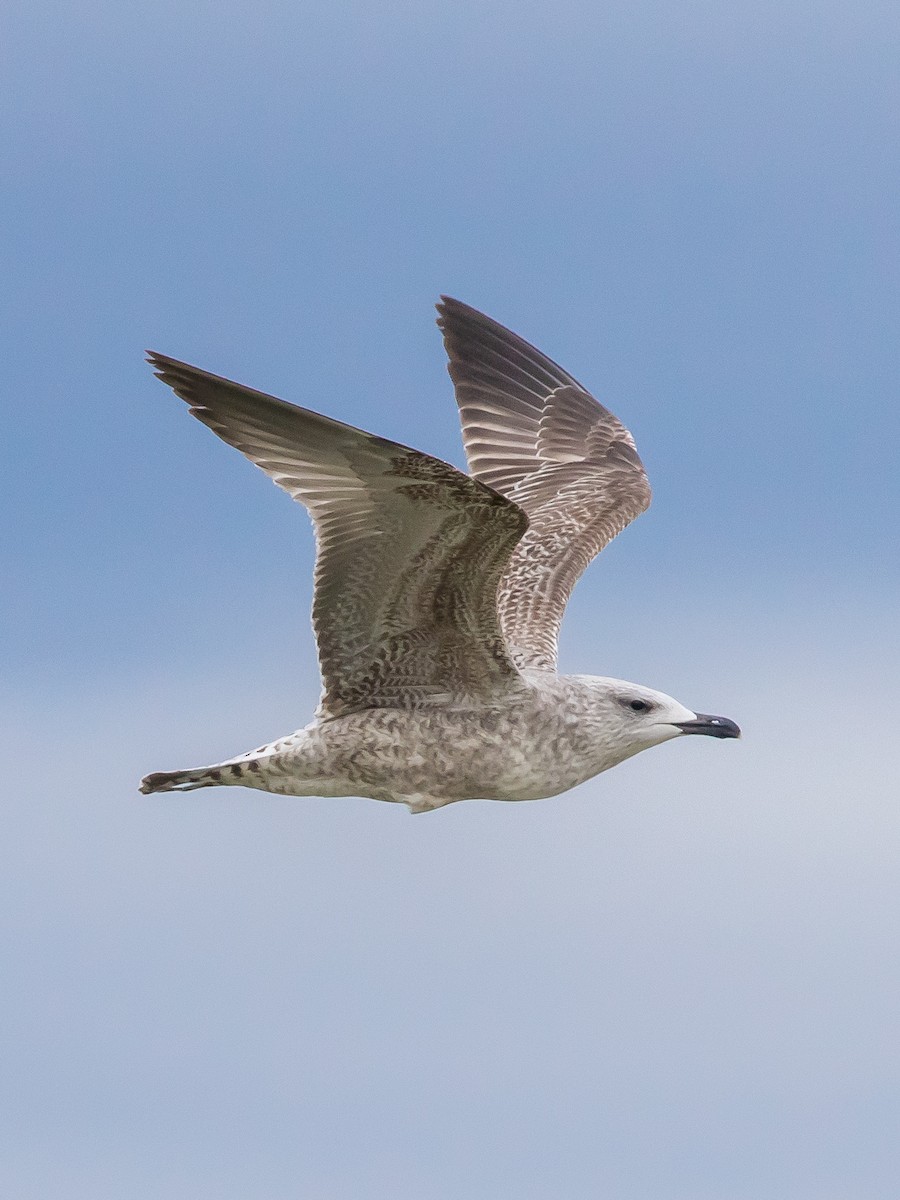 Yellow-legged Gull - ML646573023