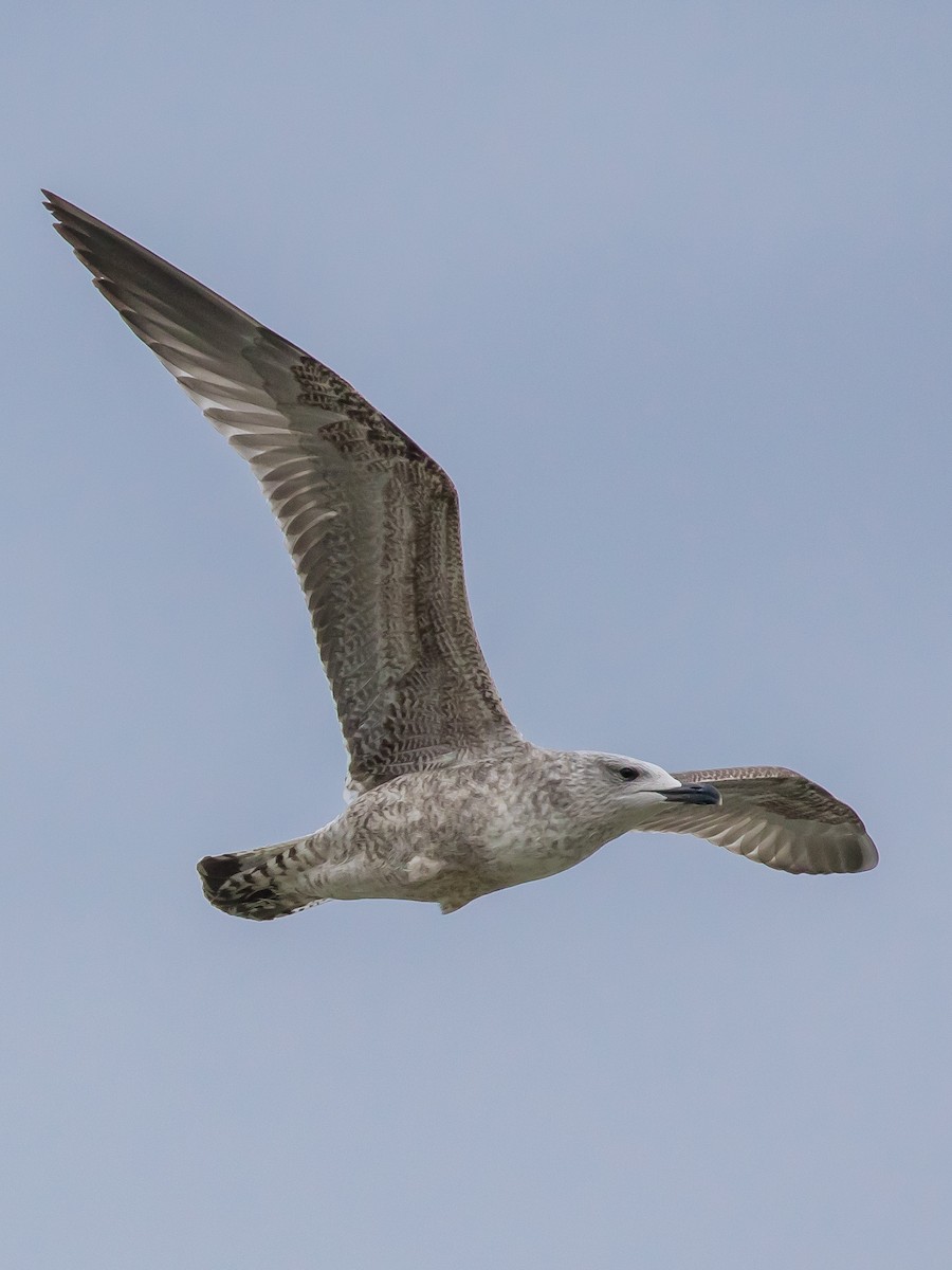 Yellow-legged Gull - ML646573025