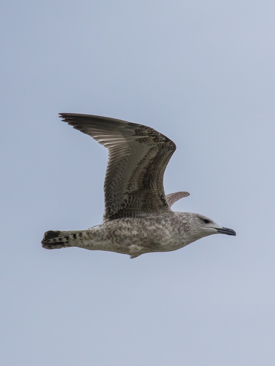 Yellow-legged Gull - ML646573026