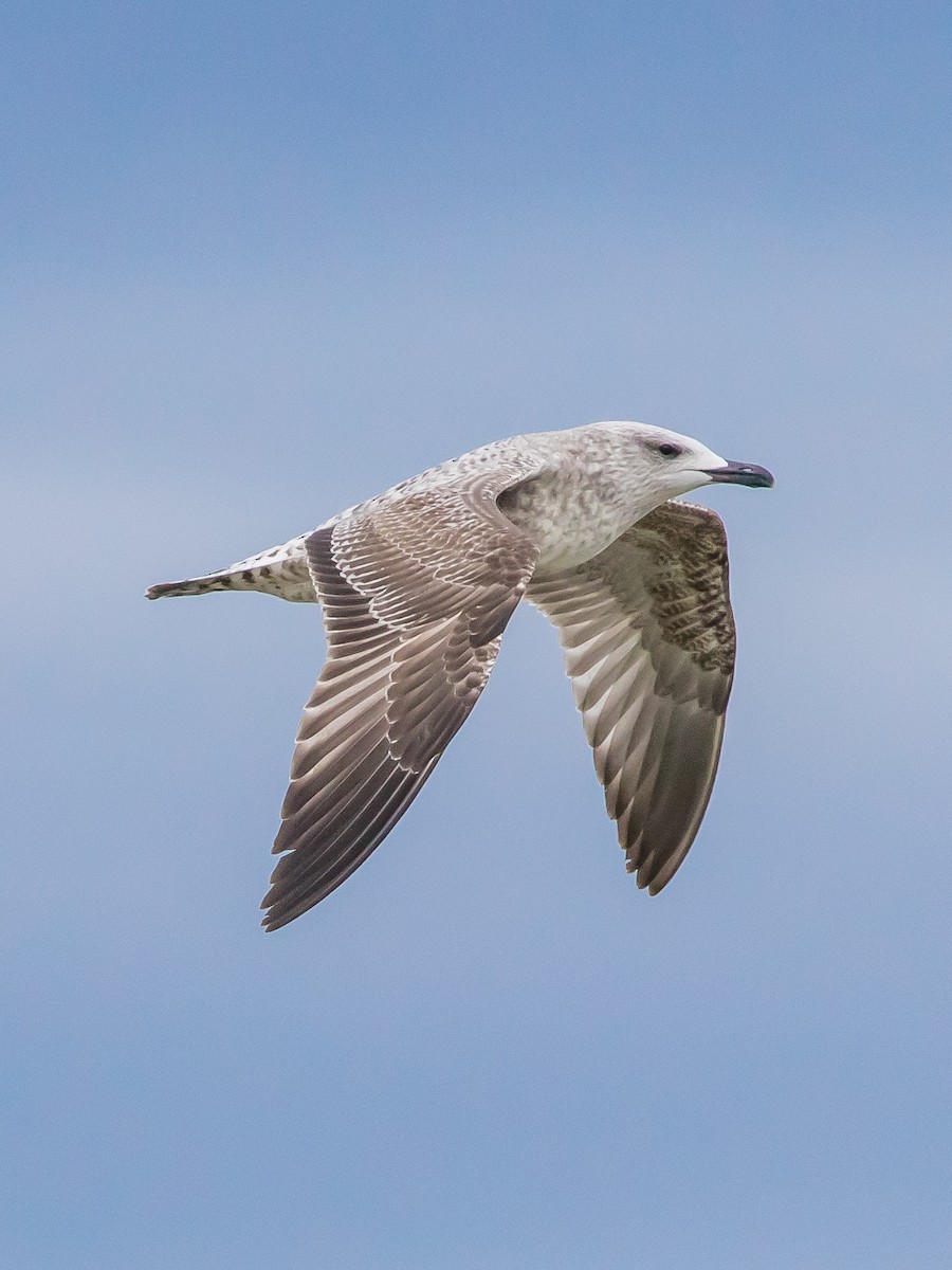 Yellow-legged Gull - ML646573027