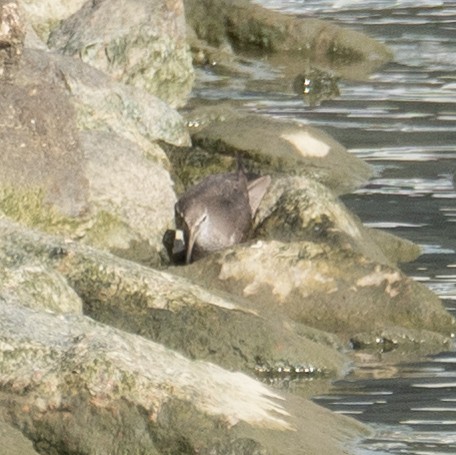 Gri Sırtlı Düdükçün - ML646573028