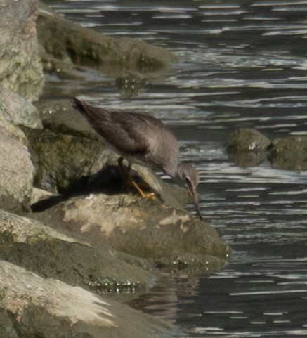 Gri Sırtlı Düdükçün - ML646573033