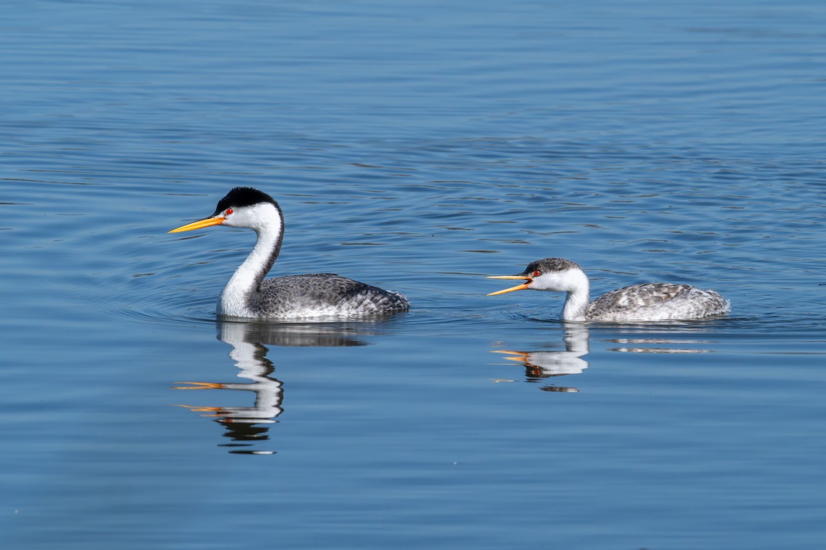 Clark's Grebe - ML646573036