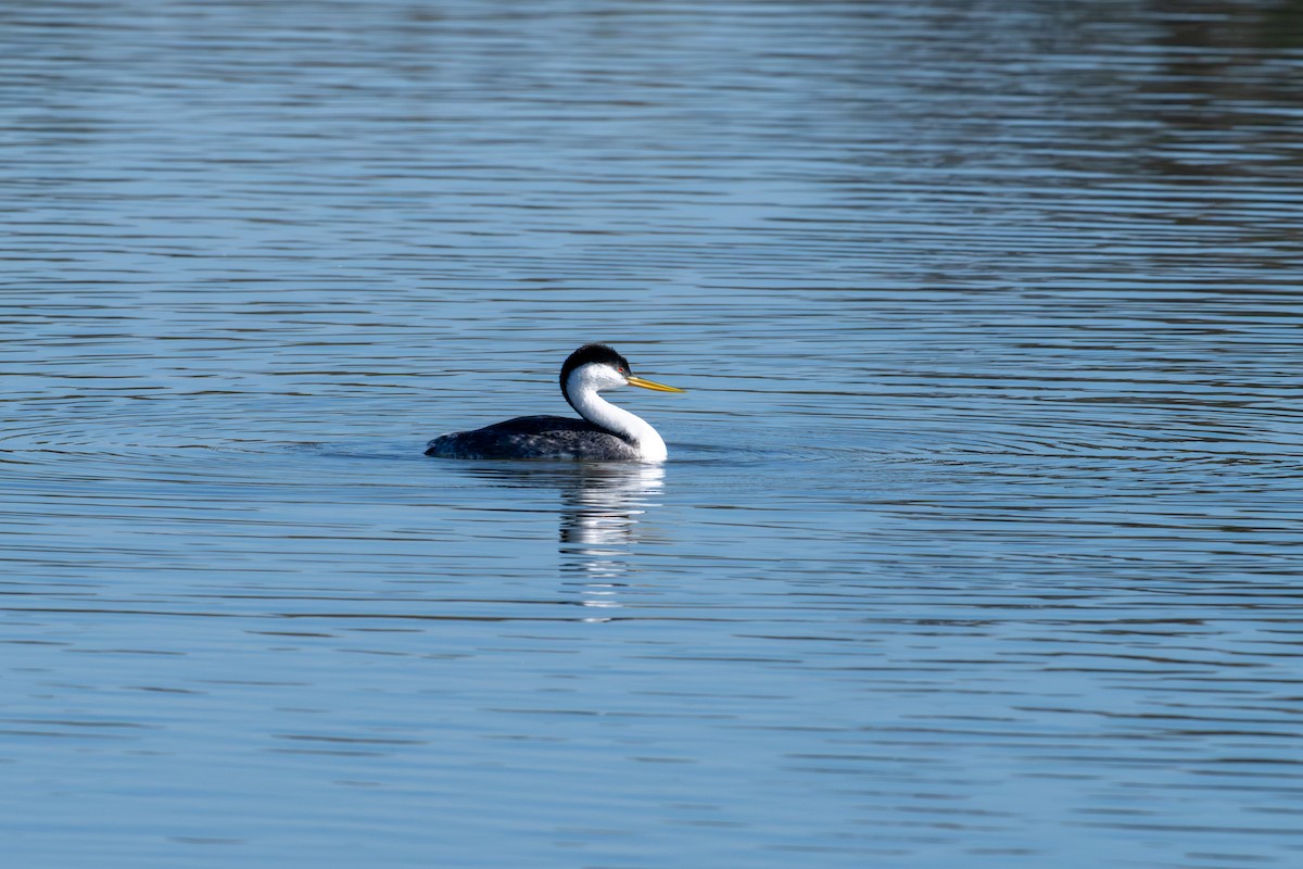 Western Grebe - ML646573037