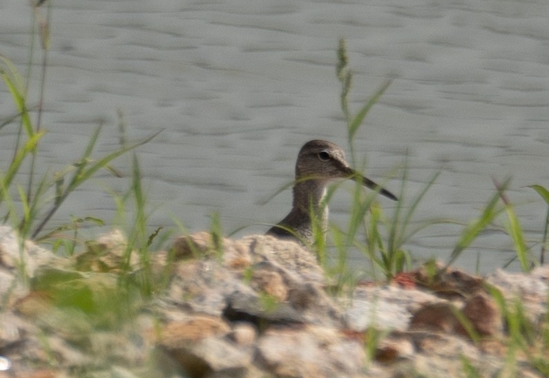 Gri Sırtlı Düdükçün - ML646573046