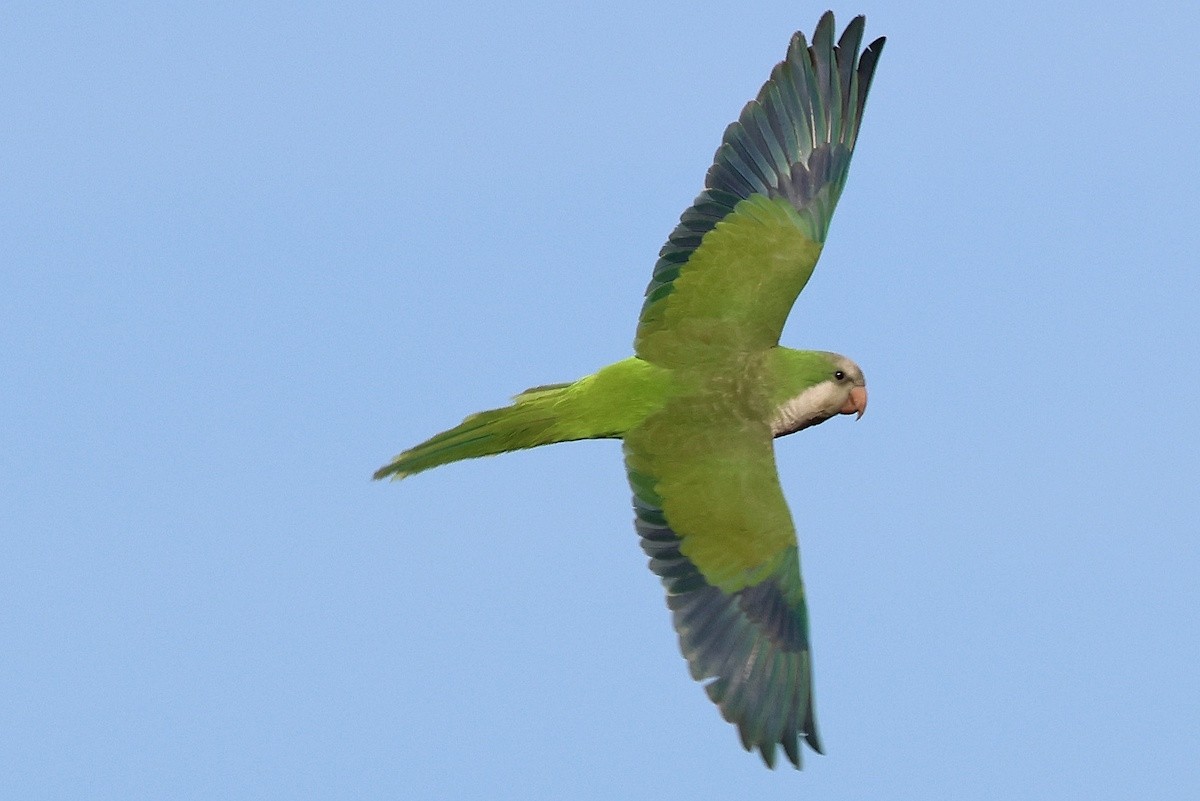 Калита сіроволий - ML646573047