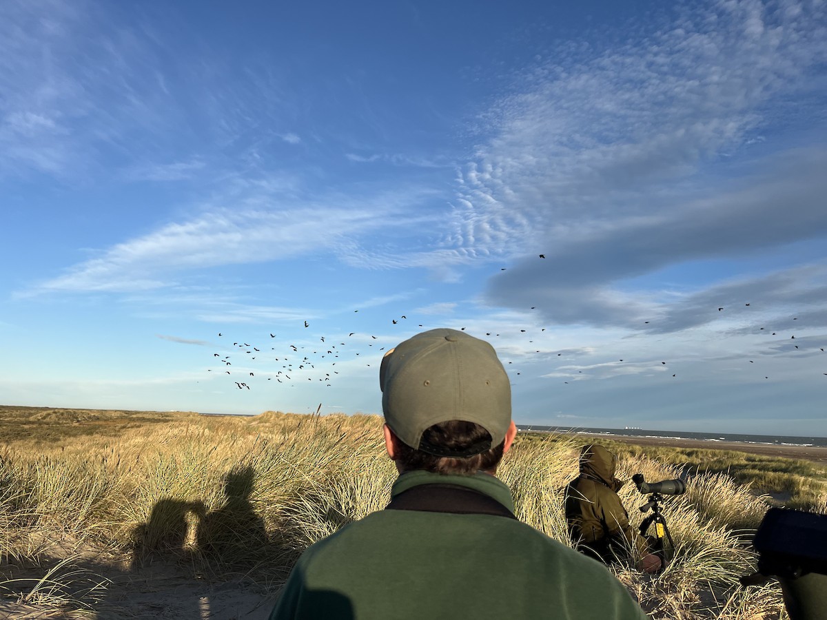 Eurasian Jackdaw - ML646573048