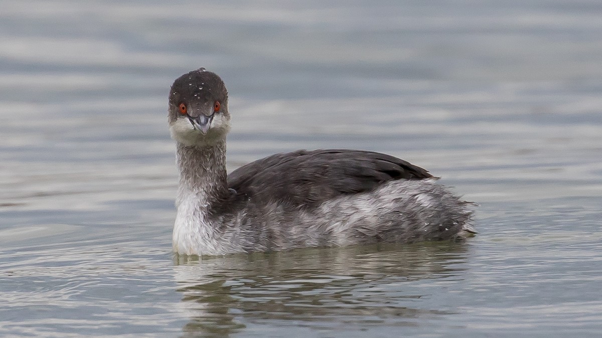 Eared Grebe - ML646573055