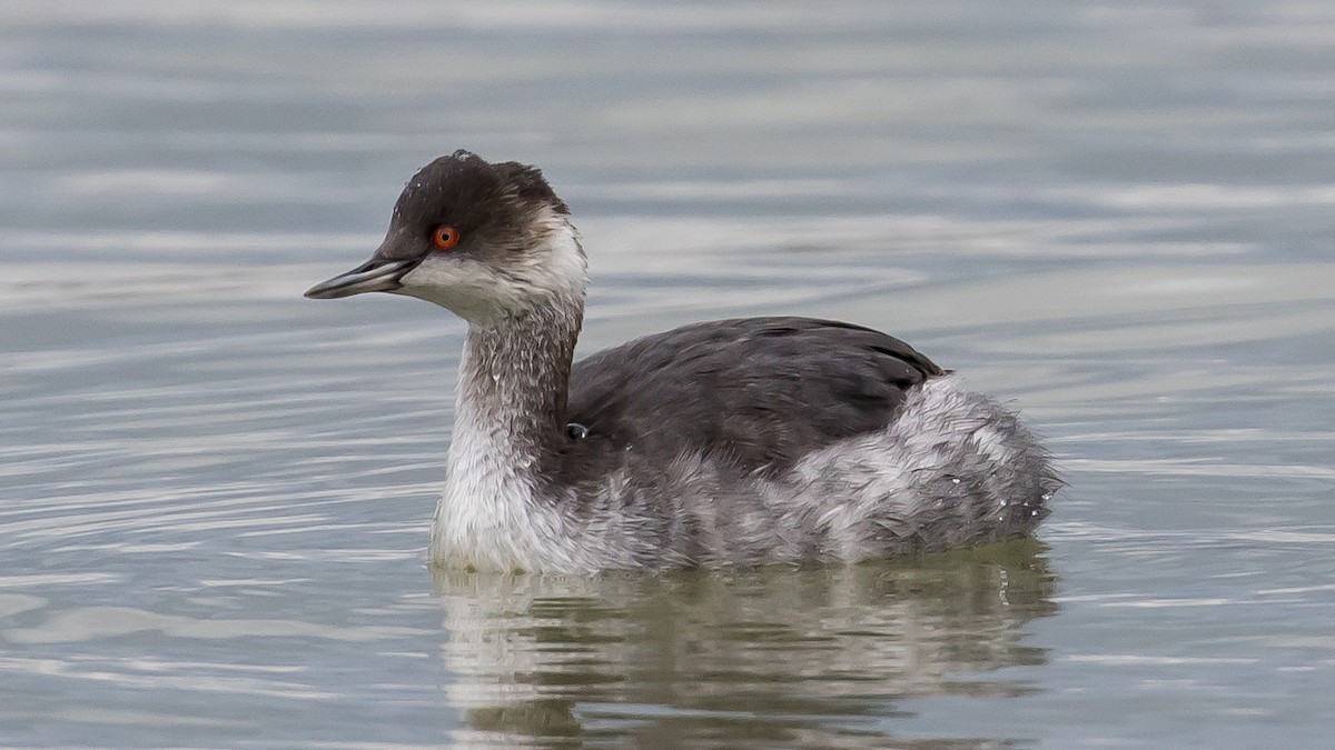 Eared Grebe - ML646573056