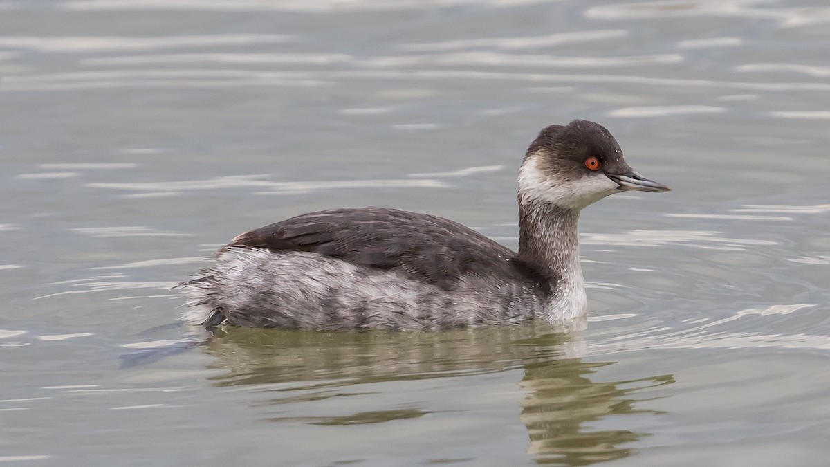 Eared Grebe - ML646573057