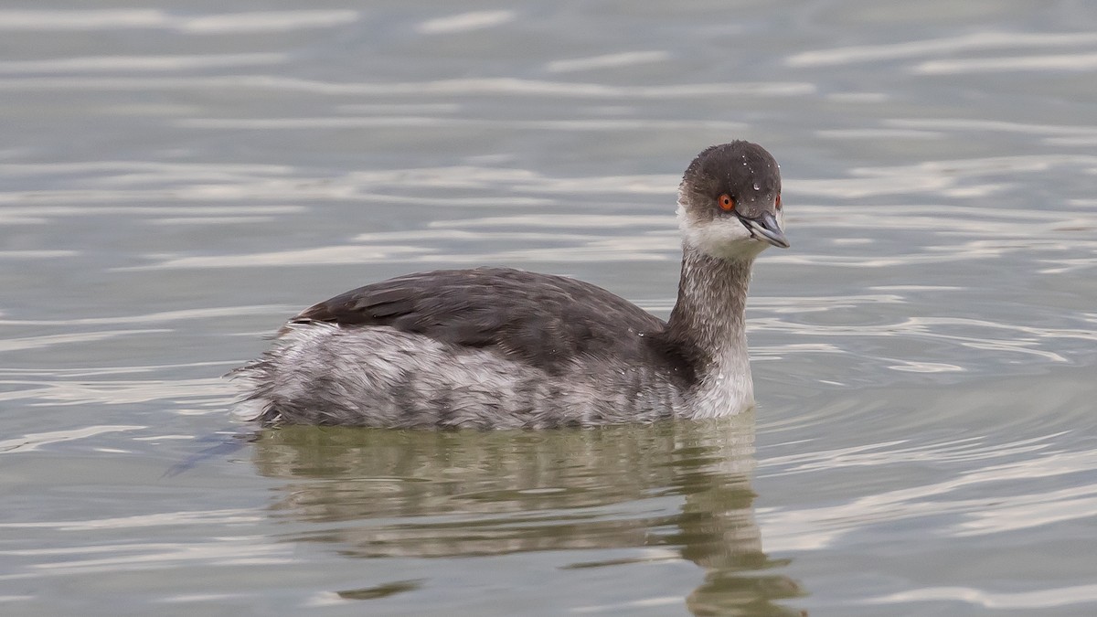 Eared Grebe - ML646573058