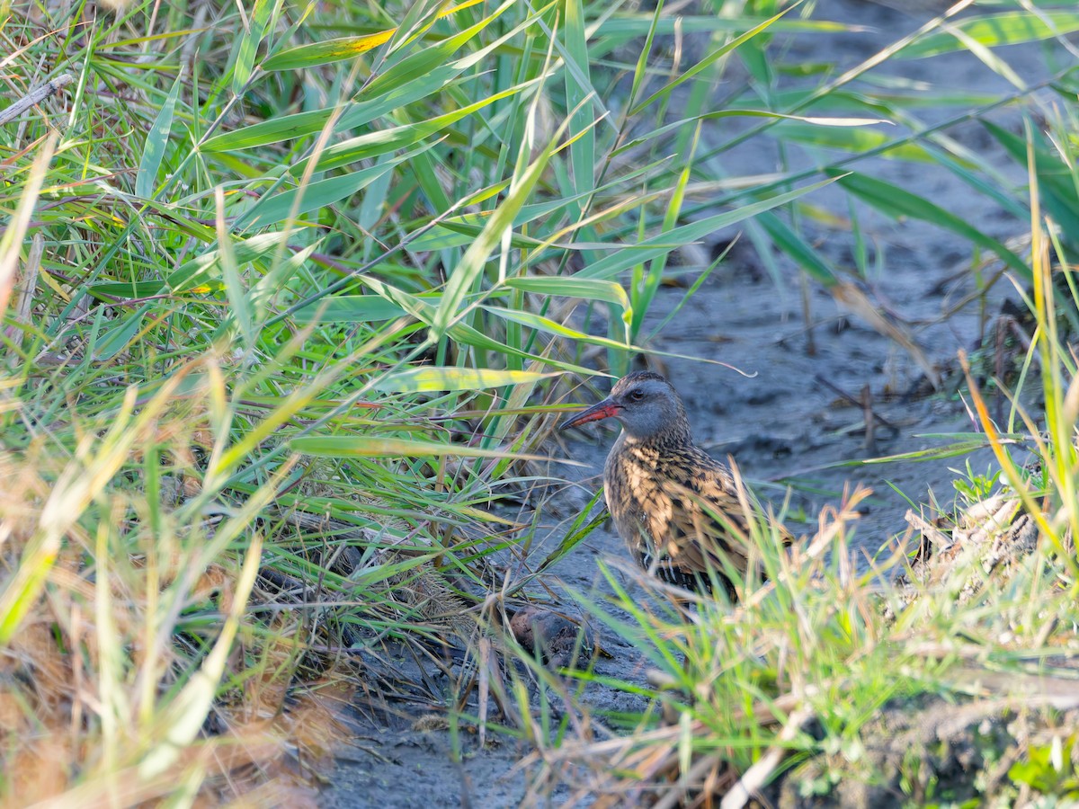 Дорнын түнжүүр - ML646573060