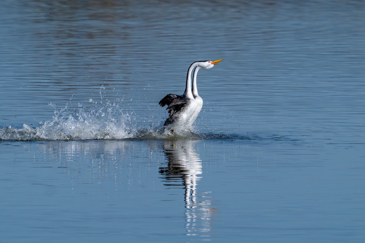 Clark's Grebe - ML646573062
