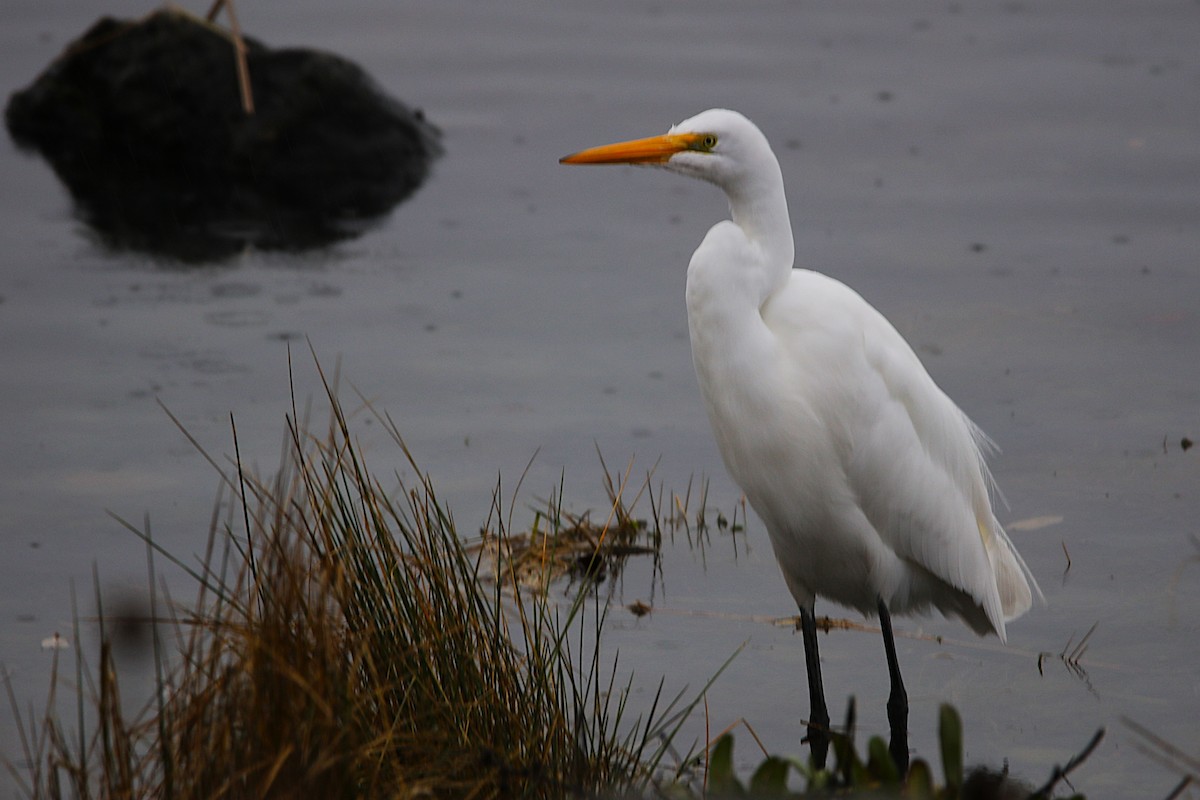 volavka bílá - ML646573064