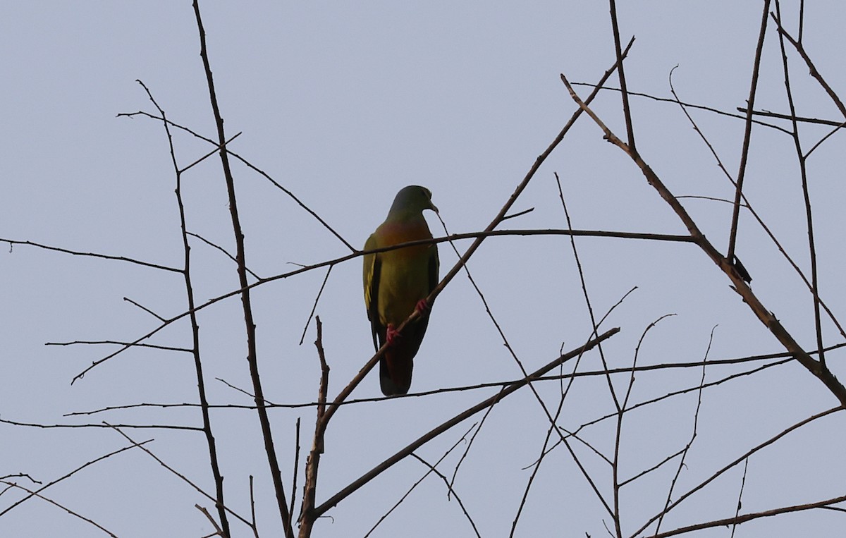 Orange-breasted Green-Pigeon - ML646573065