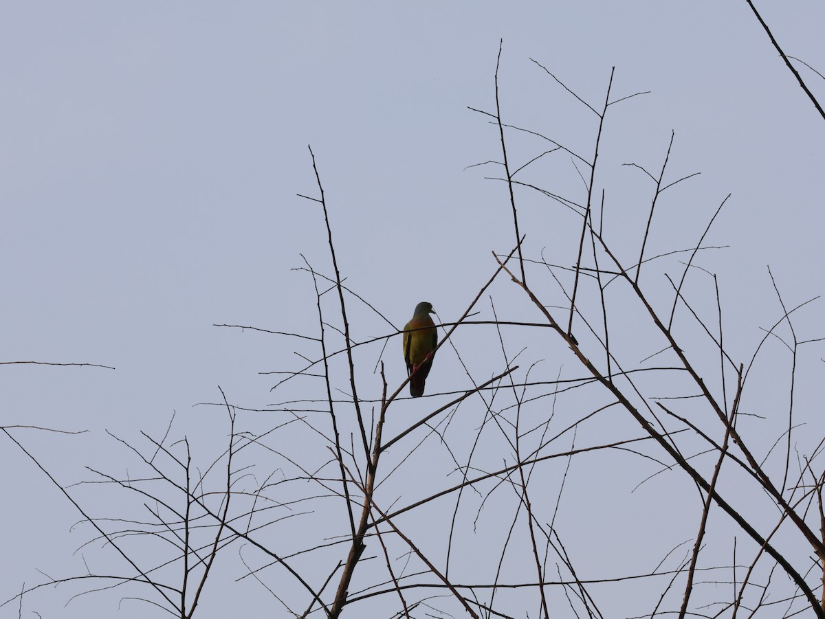 Orange-breasted Green-Pigeon - ML646573066