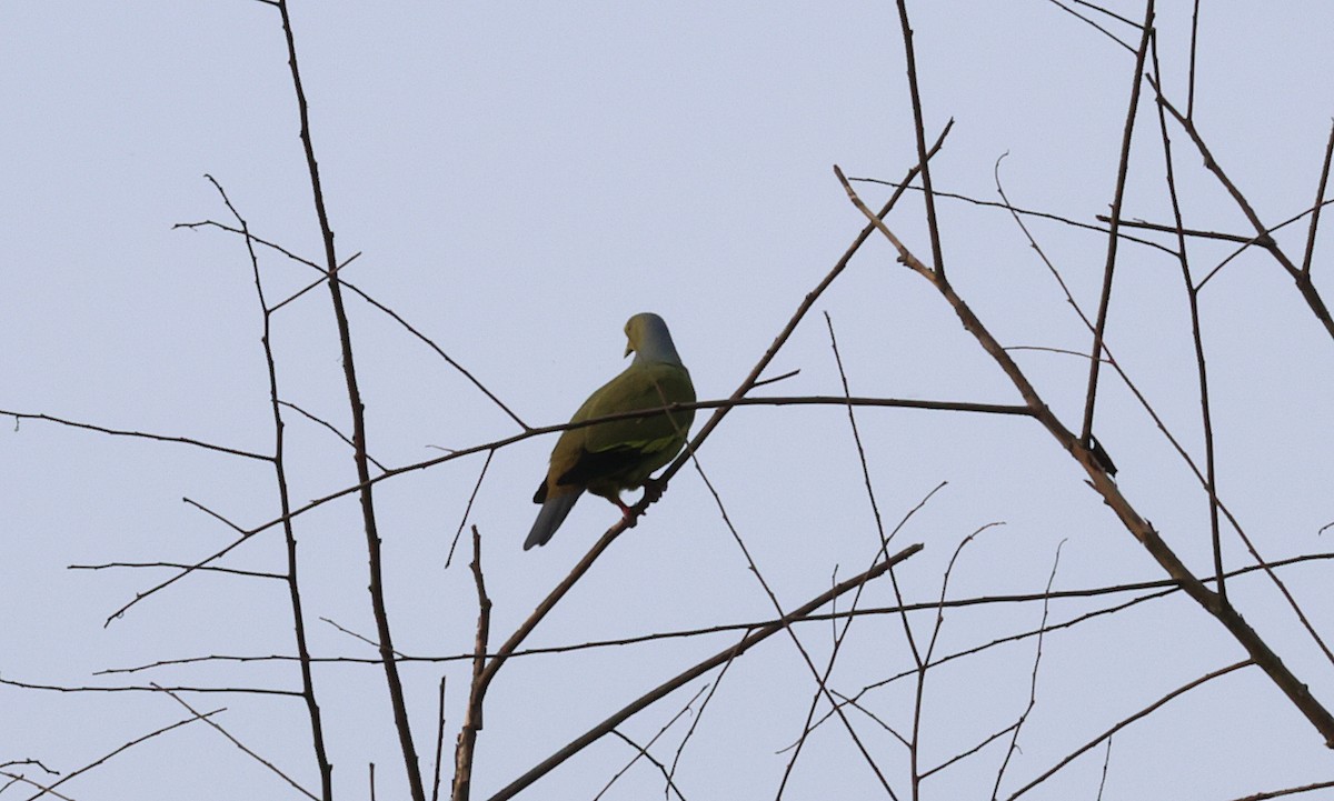Orange-breasted Green-Pigeon - ML646573067