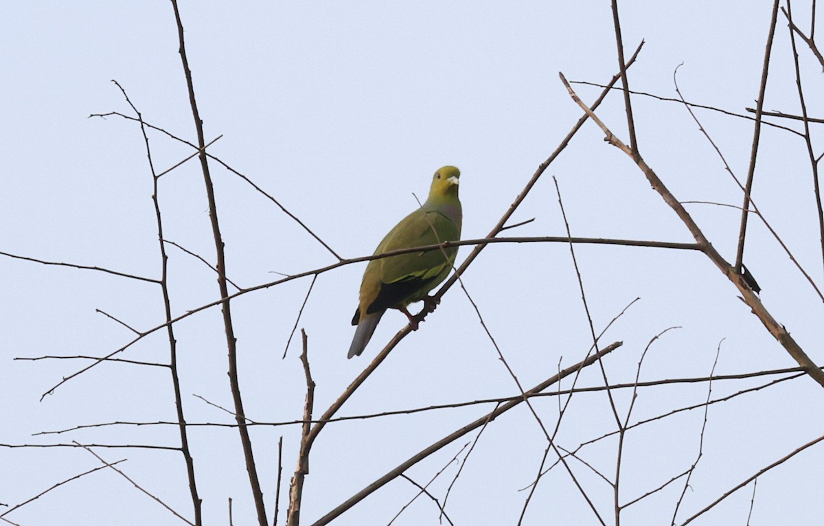 Orange-breasted Green-Pigeon - ML646573069