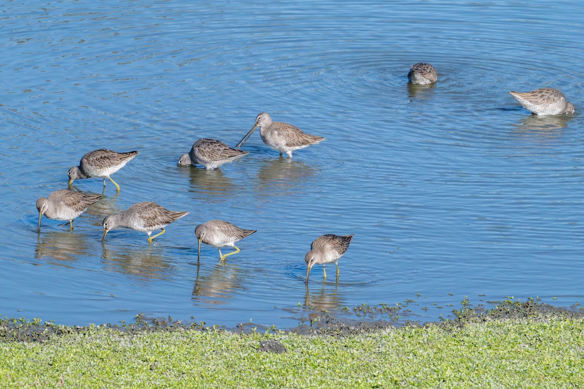 Long-billed Dowitcher - ML646573070