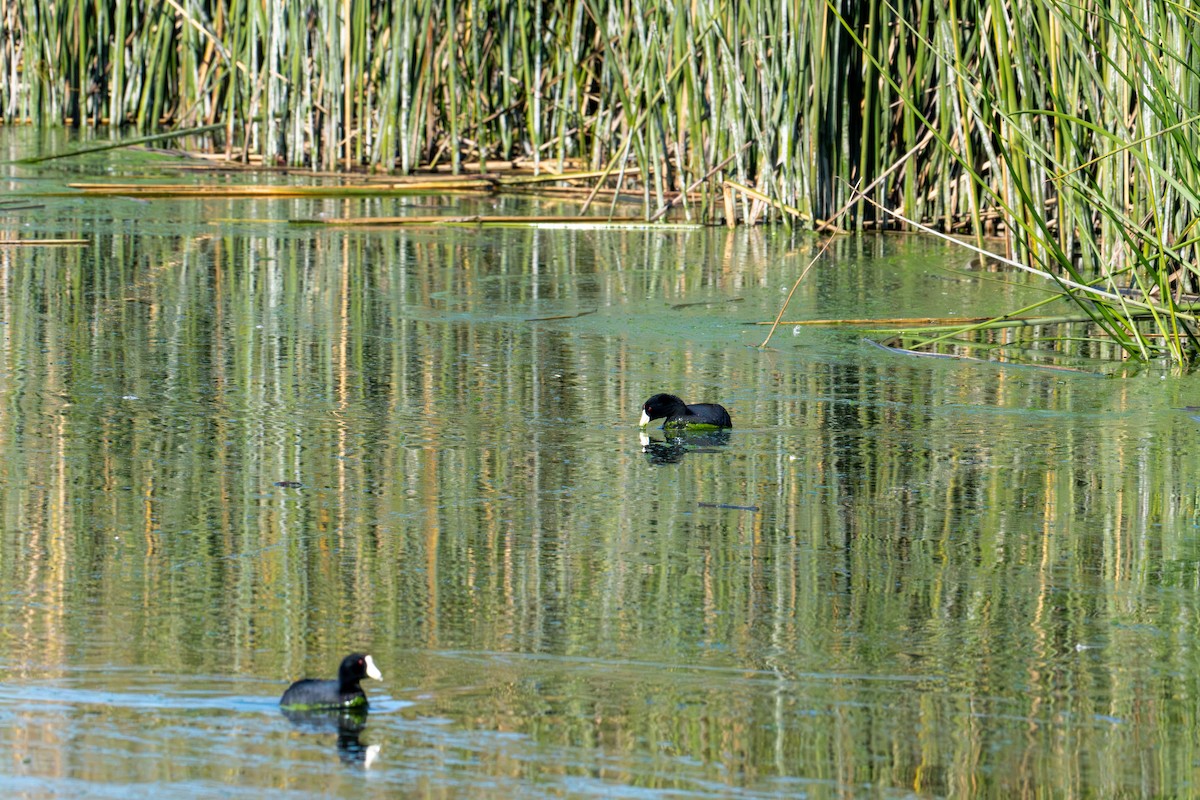 American Coot - ML646573078