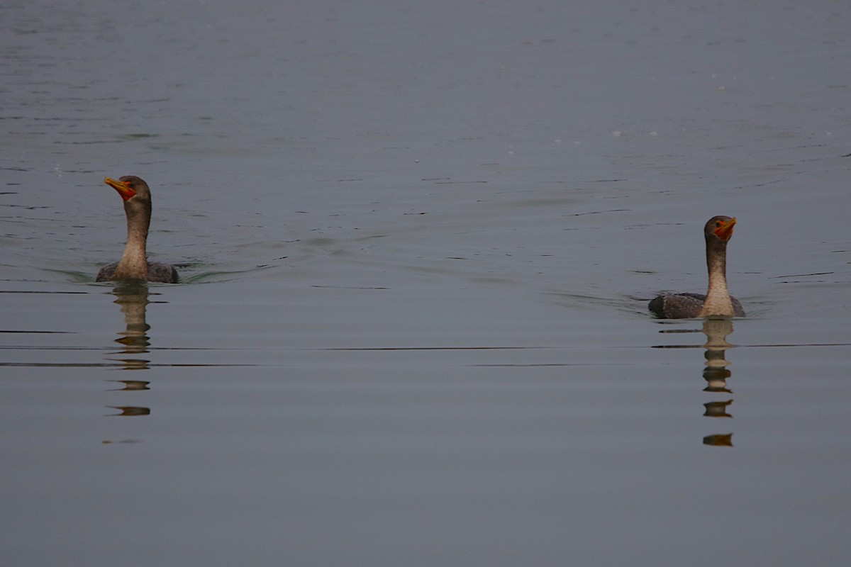 Double-crested Cormorant - ML646573079
