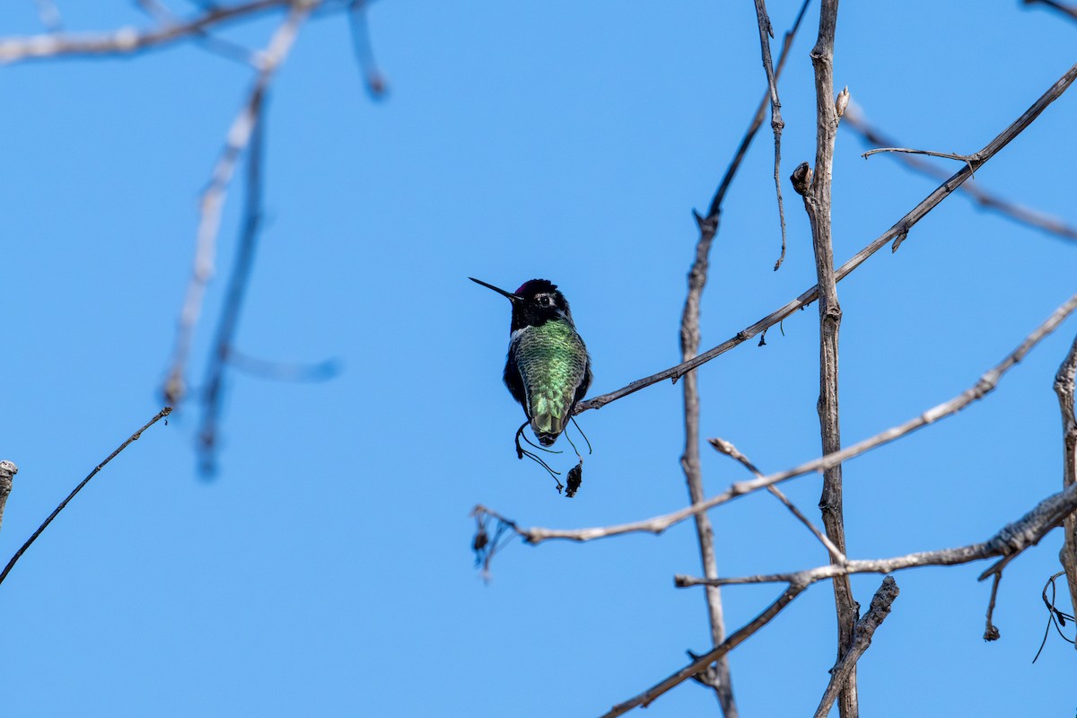 Anna's Hummingbird - ML646573082