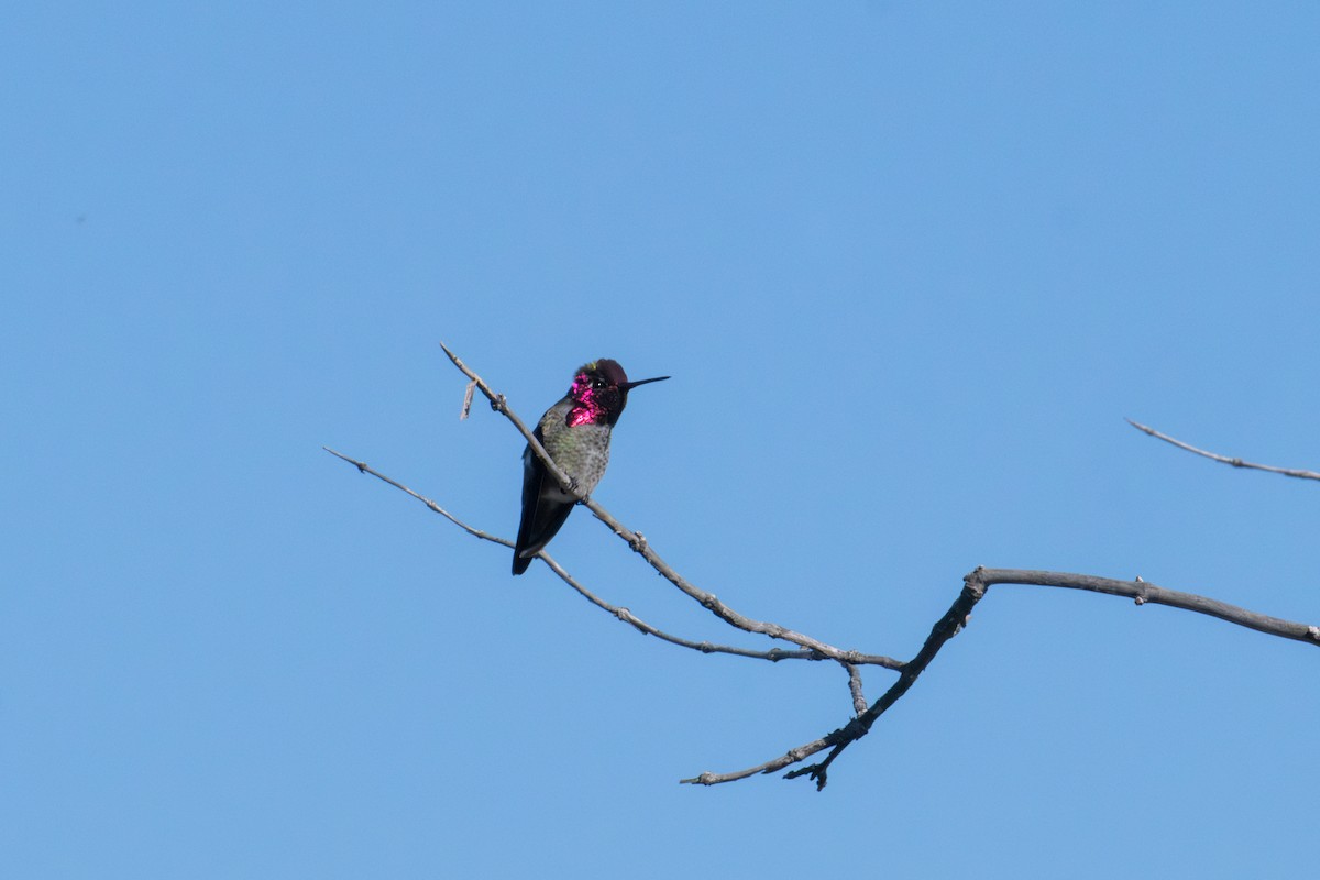 Anna's Hummingbird - ML646573083