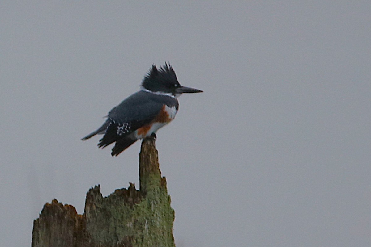 rybařík pruhoprsý - ML646573093