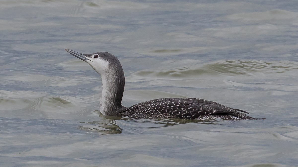 Red-throated Loon - ML646573094