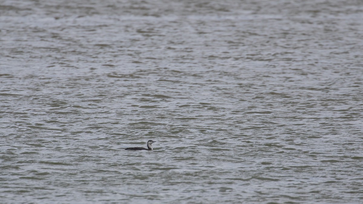 Red-throated Loon - ML646573095