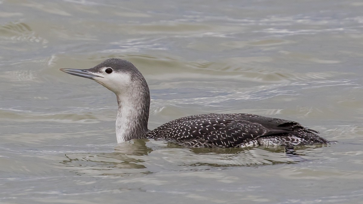 Red-throated Loon - ML646573096